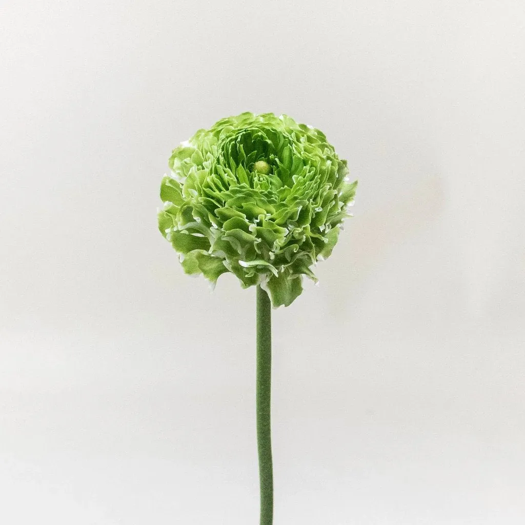 White and Green Pon Pon Ranunculus