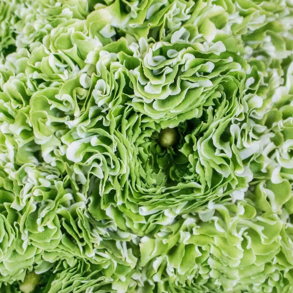 White and Green Pon Pon Ranunculus