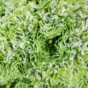 White and Green Pon Pon Ranunculus