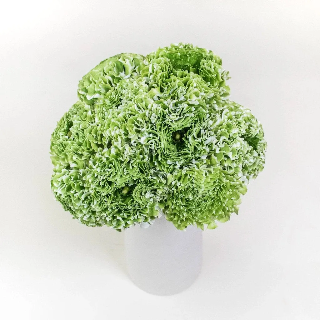 White and Green Pon Pon Ranunculus